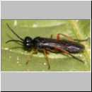 Ametastegia glabrata - Blattwespe 01c 8mm.jpg